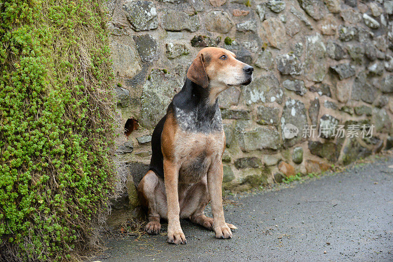 大猎犬坐在石头墙边等待主人吹响他的号角，命令狩猎开始一天的狩猎。