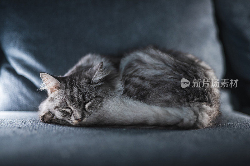 可爱和可爱的灰色虎斑猫睡在沙发上