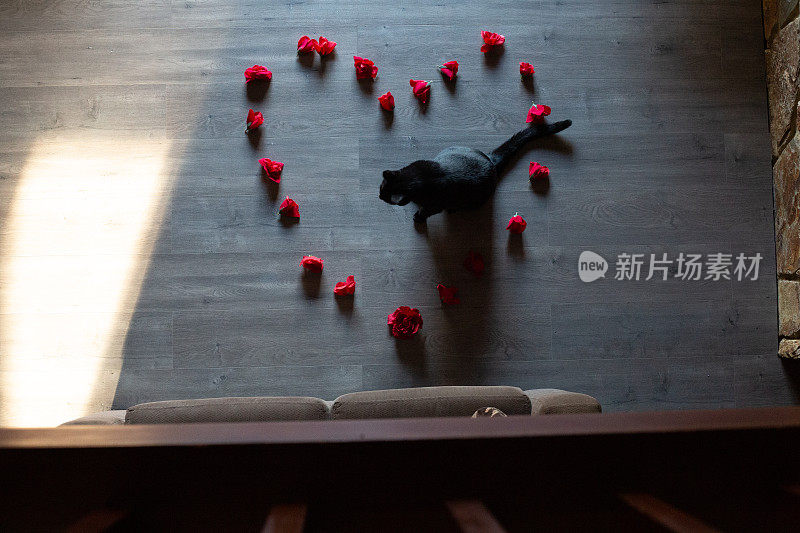 从上往下看，黑猫走过木地板上排列成心形的红花