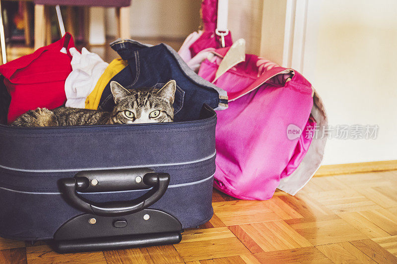 猫在行李箱里