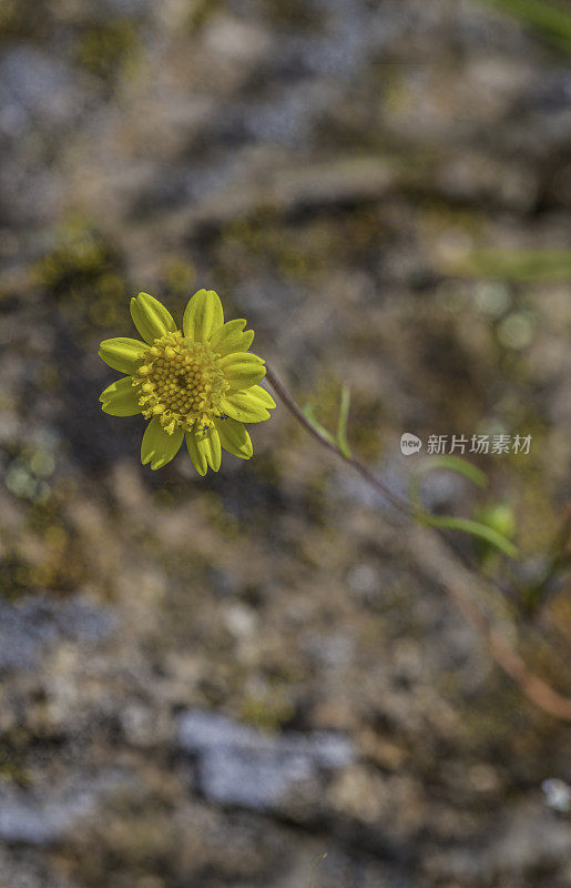 拉丝菊，针金矿或普通金矿。它属于向日葵科菊科的Lasthenia属。甜面包岭州立公园;加州索诺玛县的马亚卡玛斯山脉。