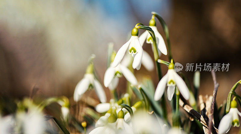 雪花莲