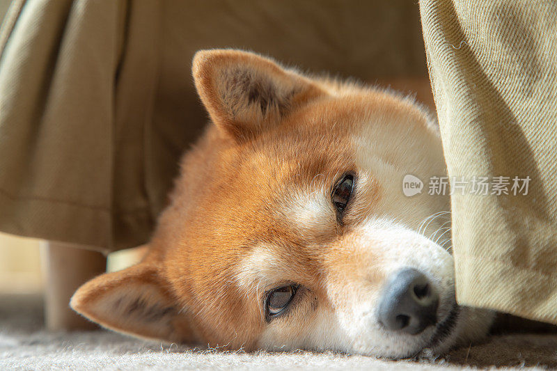 狗在家放松的特写肖像