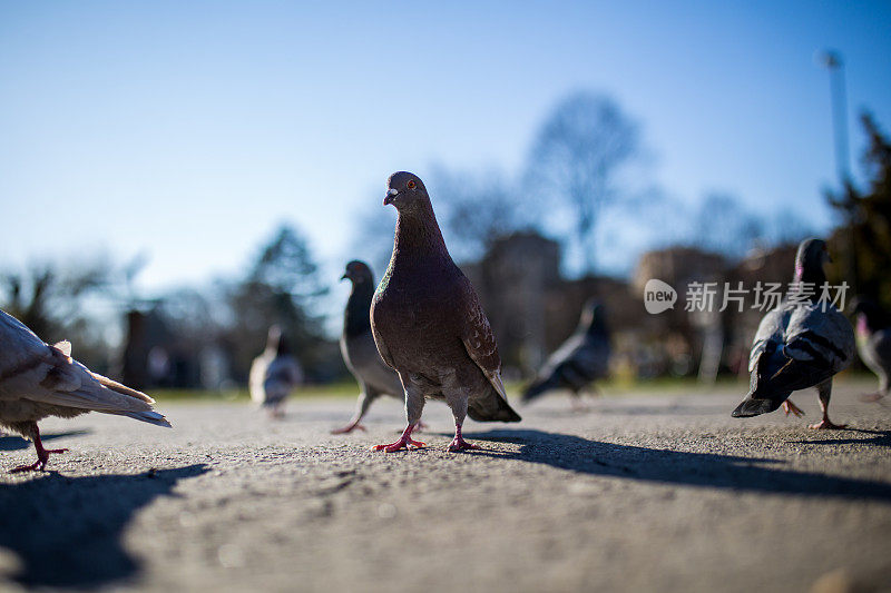 街上的鸽子