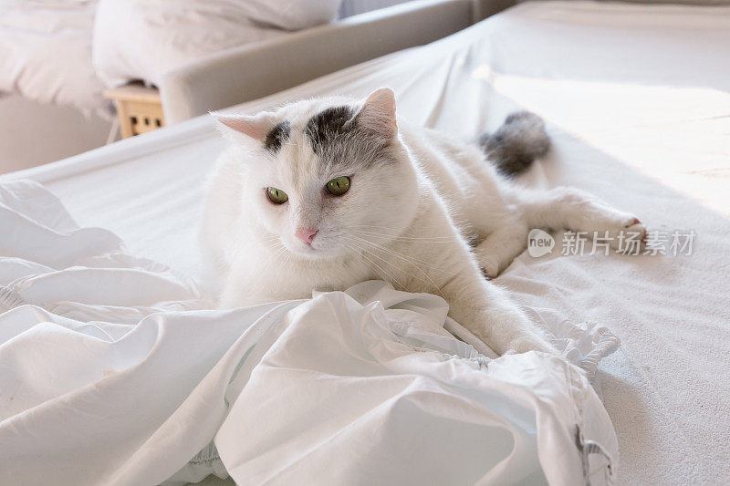 带着黑点的白猫在玩床单