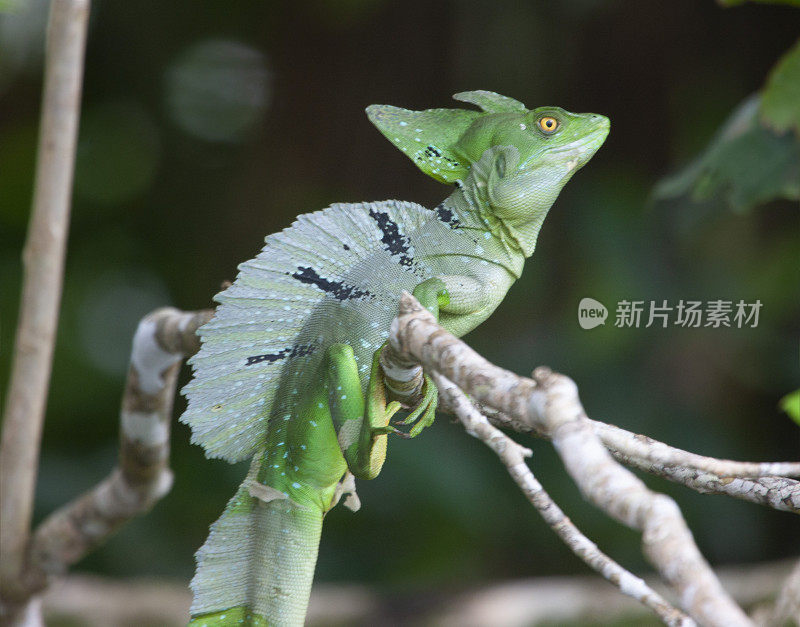 绿色蛇怪或耶稣蜥蜴