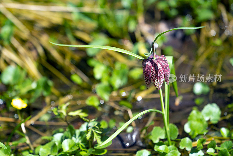 蛇头贝母(贝母)在它的自然环境，沼泽