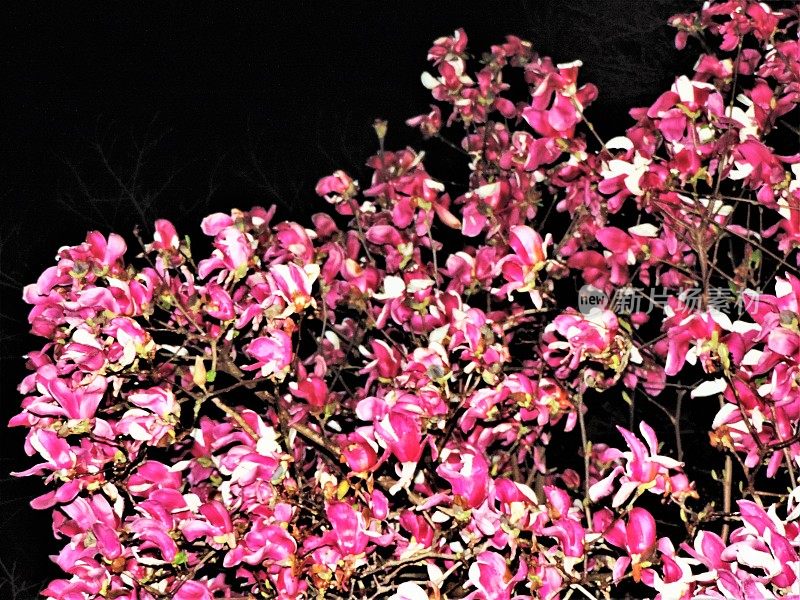 日本。3月。午夜盛开的木兰。