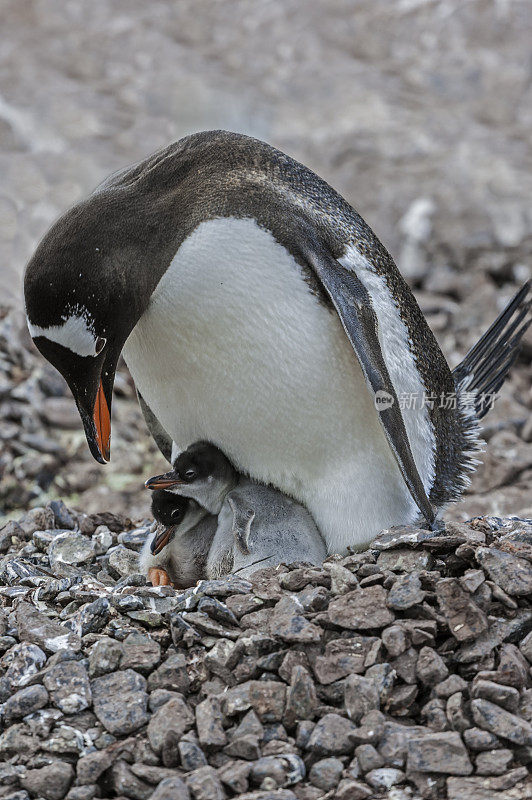 巴布亚企鹅，Pygoscelis巴布亚，很容易被识别的宽白色条纹延伸到它的头顶，像一个帽子。屈维维尔岛上住满,南极洲。成年企鹅和幼雏在岩石窝里。
