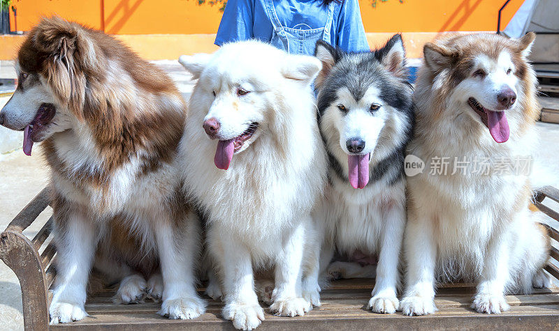 阿拉斯加和西伯利亚哈士奇狗在家养宠物的肖像。