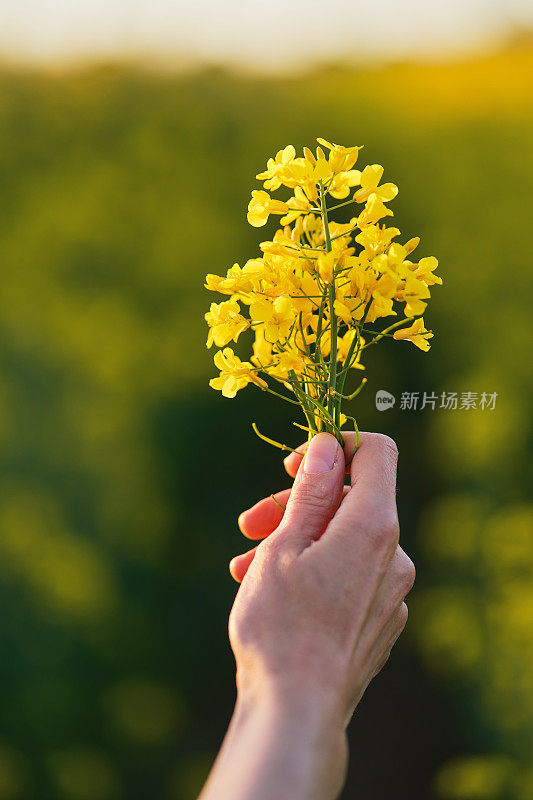 女人手里捧着一朵油菜花，在油菜籽地里，在一个晴朗的日子里