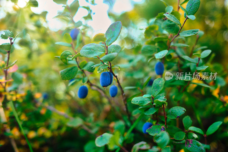 金银花(忍冬)