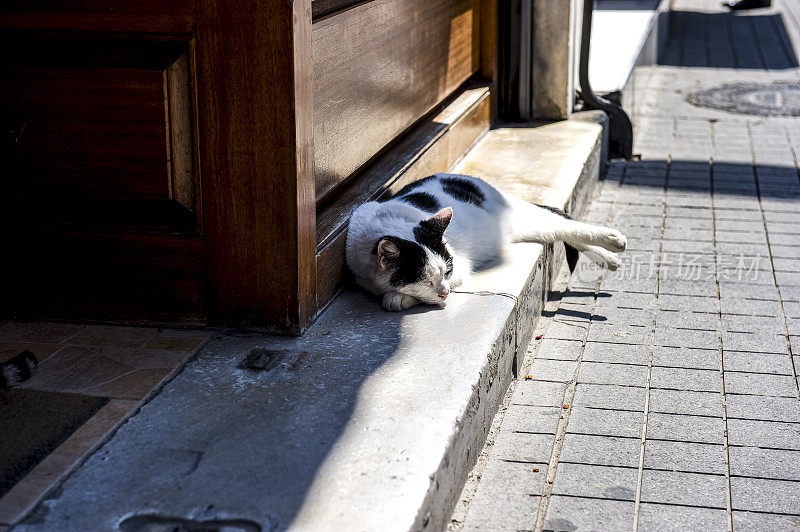 土耳其猫