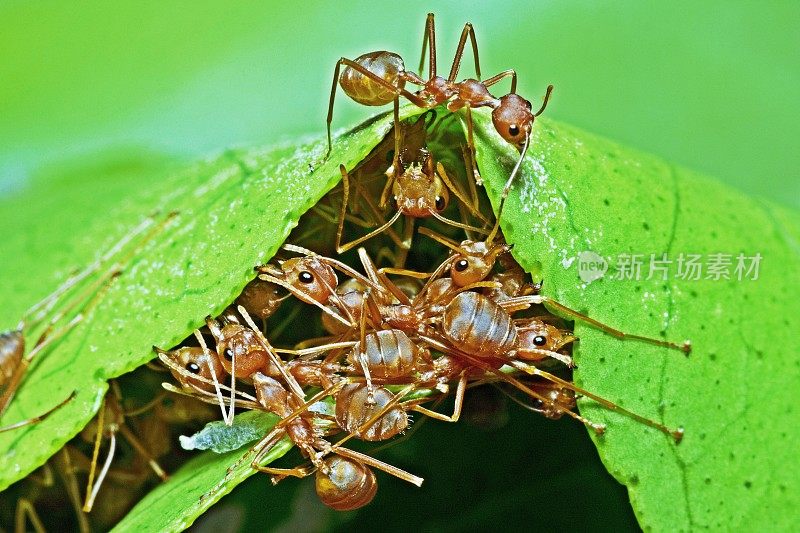 蚂蚁帮助咬绿叶筑巢。