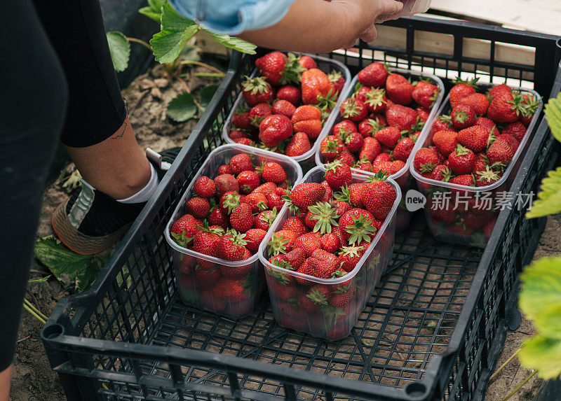 塑料箱和装草莓的塑料箱。