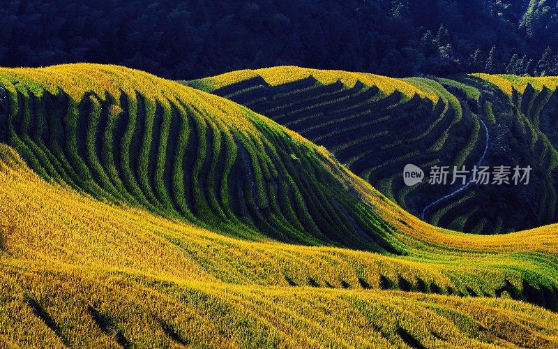 稻田在秋天
桂林,广西,中国