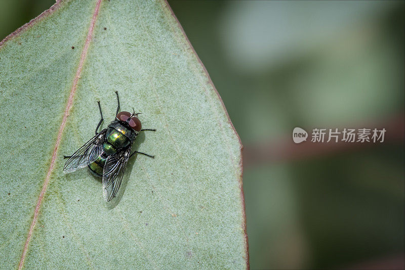 吹蝇(丽蝇属)