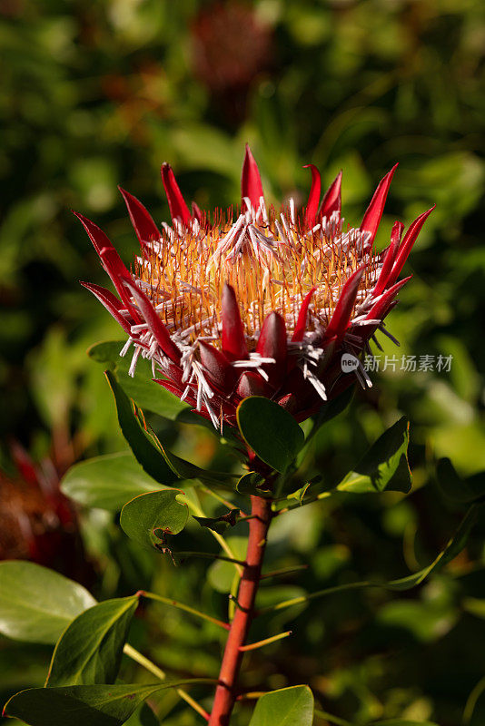 蓝藻Protea《小王子》