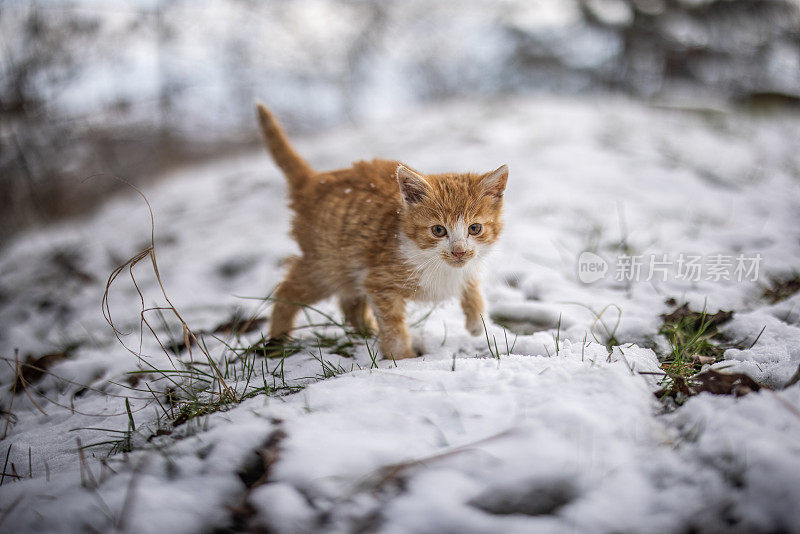 小猫在后院里走在雪地上