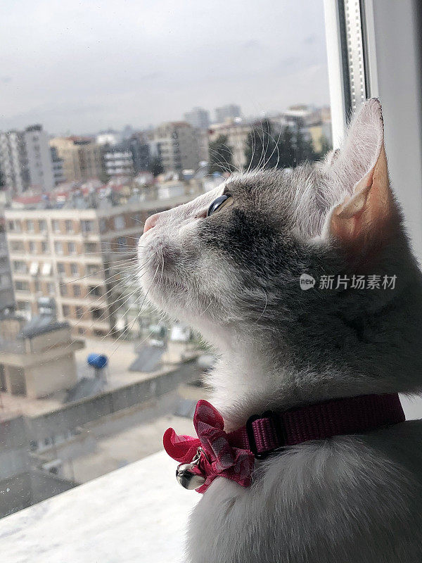 猫从房子的窗户向外看