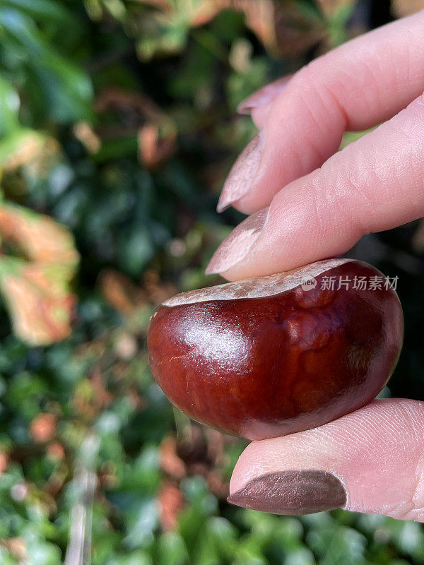 特写照片:一个不认识的人拿着欧洲七叶树(七叶树)的果实，有光泽的棕色种子(七叶树)，食指和拇指之间有白色的疤痕