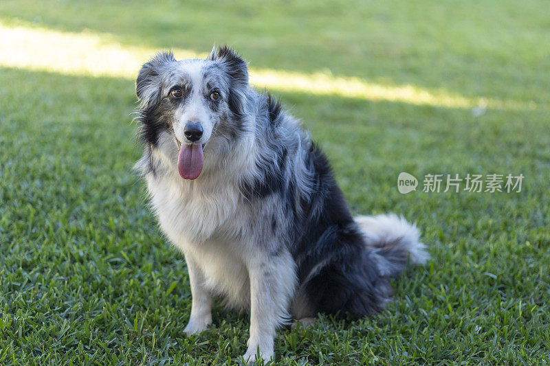 快乐的边境牧羊犬在后院