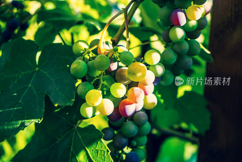 这是一幅来自葡萄植株的叶子和葡萄的特写。