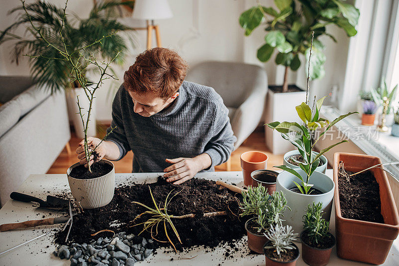 里德海德先生在家里种植室内植物