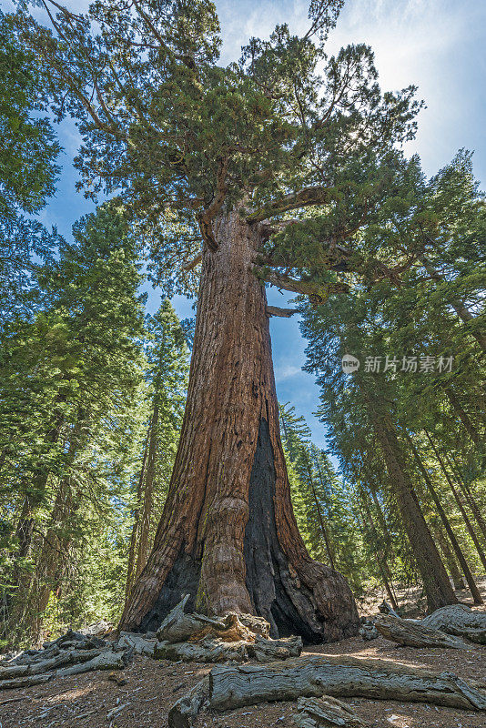 加州约塞米蒂国家公园的马里波萨巨杉树林。灰熊巨树。