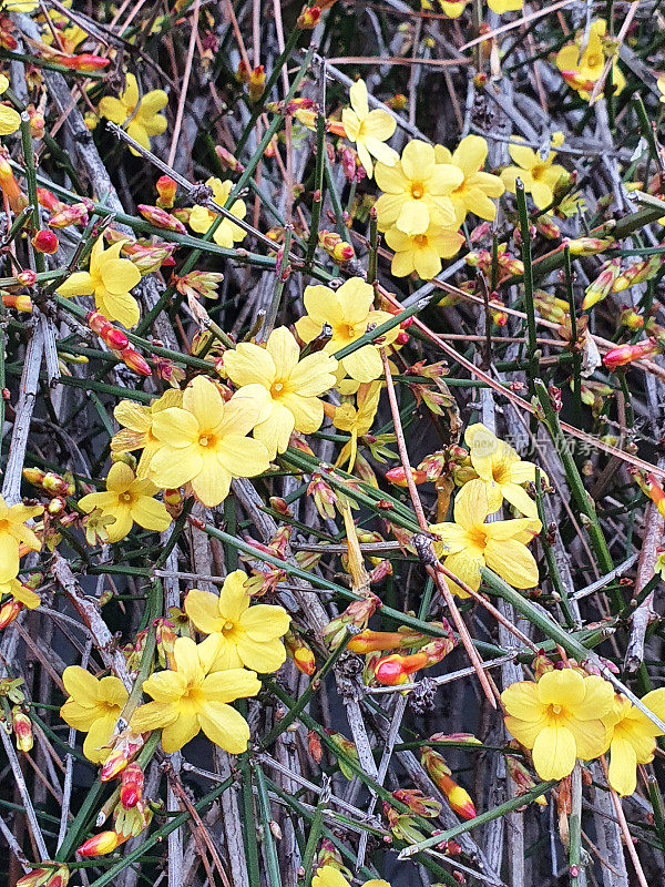 迎春花,Winter-Jasmin