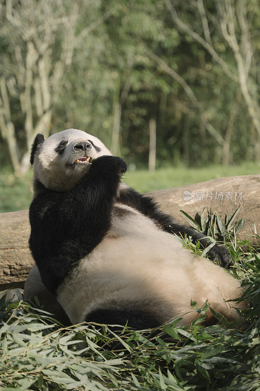 一只成都大熊猫在阳光下吃竹子
