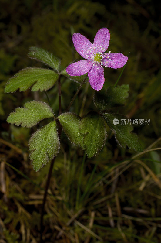 伍德银莲花，银莲花或银莲花，杰克逊州立森林，门多西诺县，加利福尼亚州;家庭毛茛科。