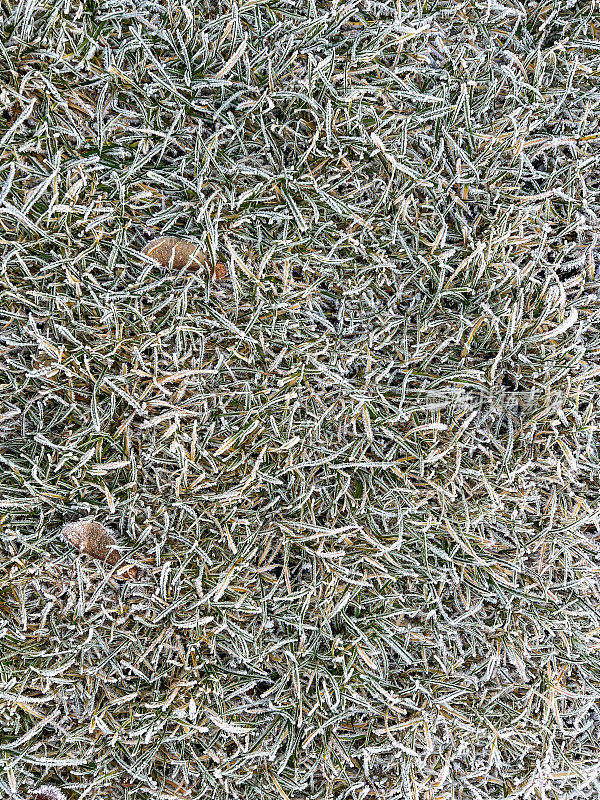 冰冻的草作为纹理或背景的冰冻的草