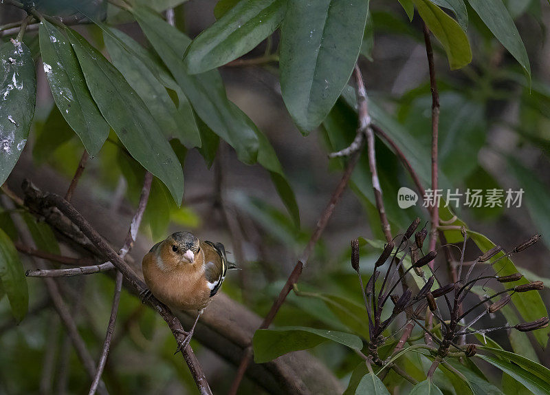 苍头燕雀