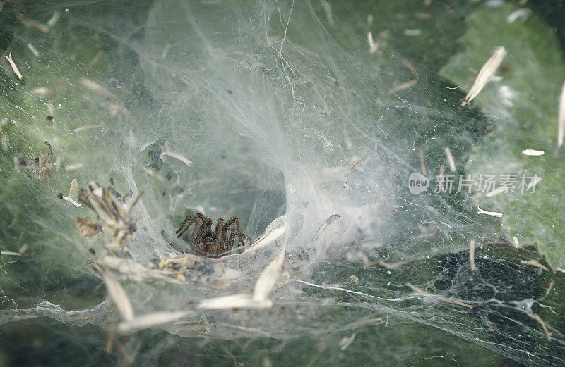 漏斗网蜘蛛
