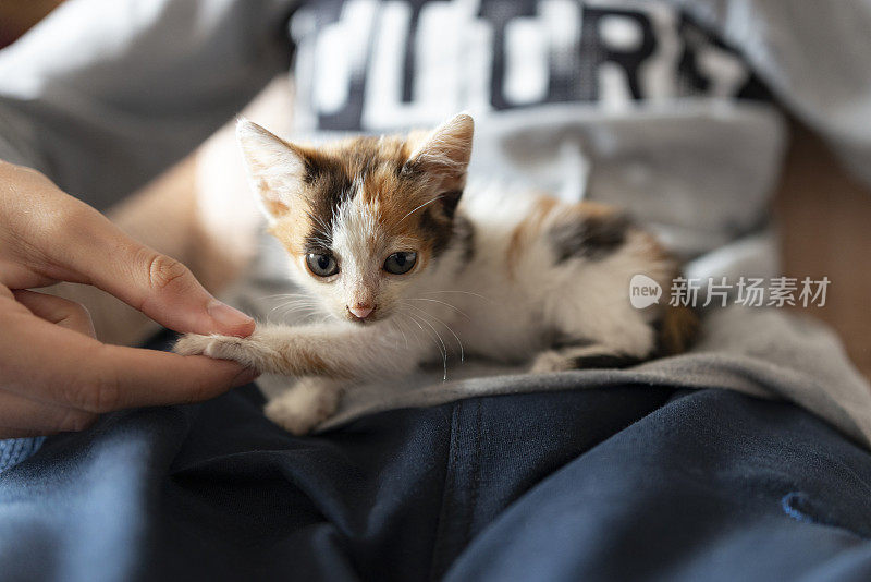 男孩喜欢膝上的小猫。