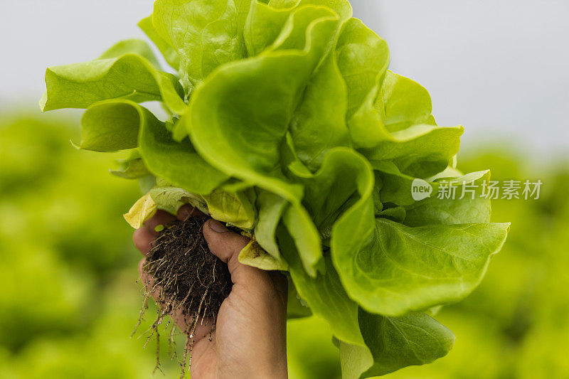 农夫手持新鲜生菜的特写镜头