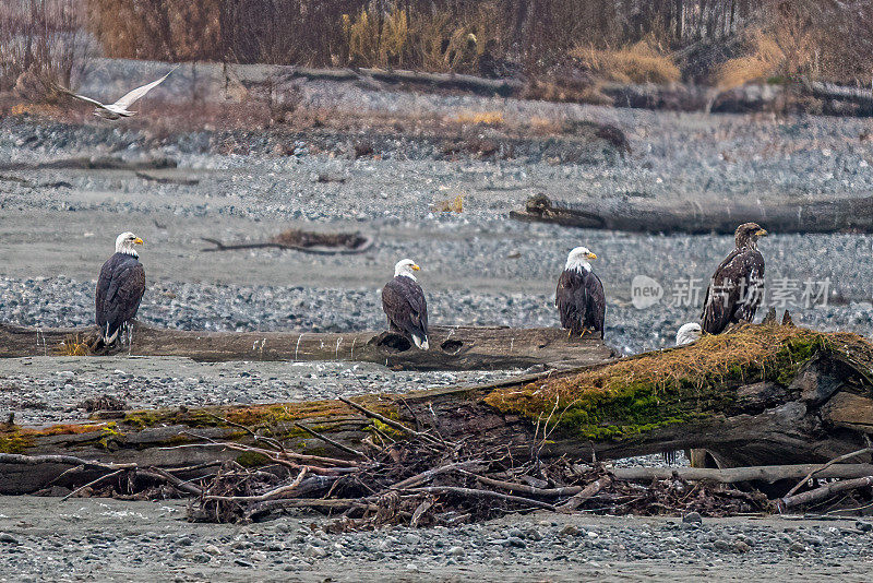 秃鹰栖息在河床上的旧木头上