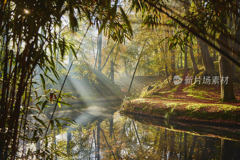 雾蒙蒙的早晨，童话般的秋天森林。