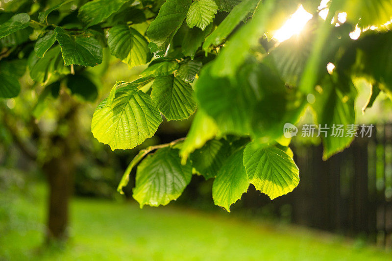 靠近菩提树的树枝，阳光透过树叶照进来。