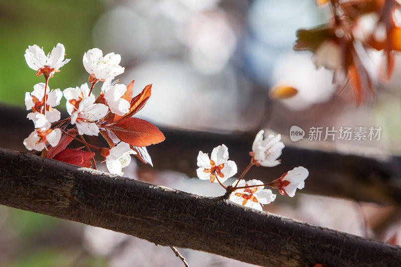 春天的樱花