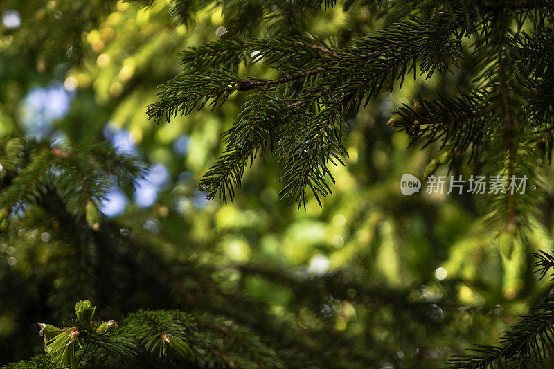 夏日雨后翠绿的松枝和阳光背景