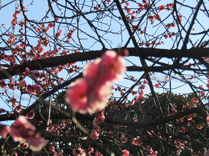 日本。2月底。夕阳与盛开的梅花嬉戏。