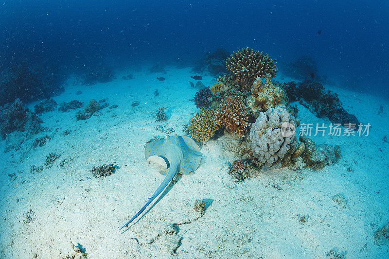 蓝斑黄貂鱼水下海洋生物珊瑚礁水下照片水肺潜水员观点