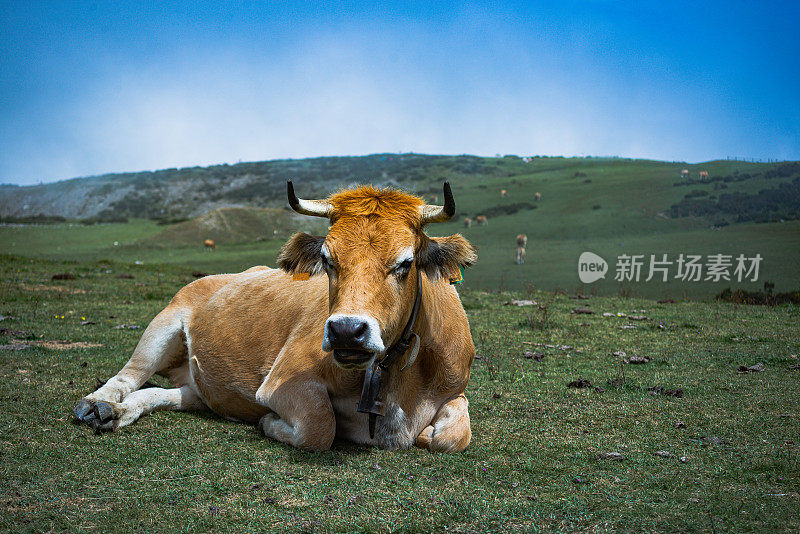 欧罗巴公园(西班牙阿斯图里亚斯)山上奶牛躺在草地上的特写。