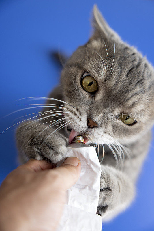 英国短毛猫舔复合膏维生素