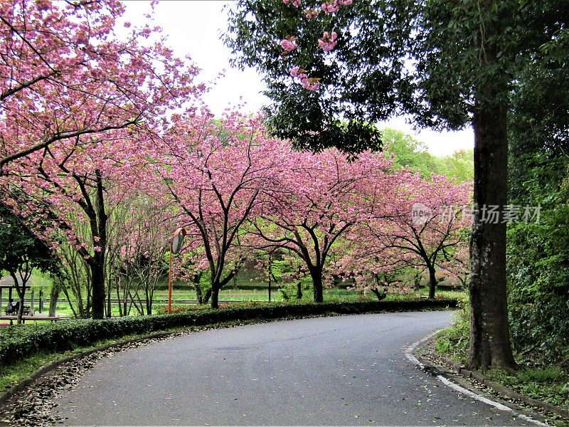 日本。4月。樱桃的道路。开花时间。