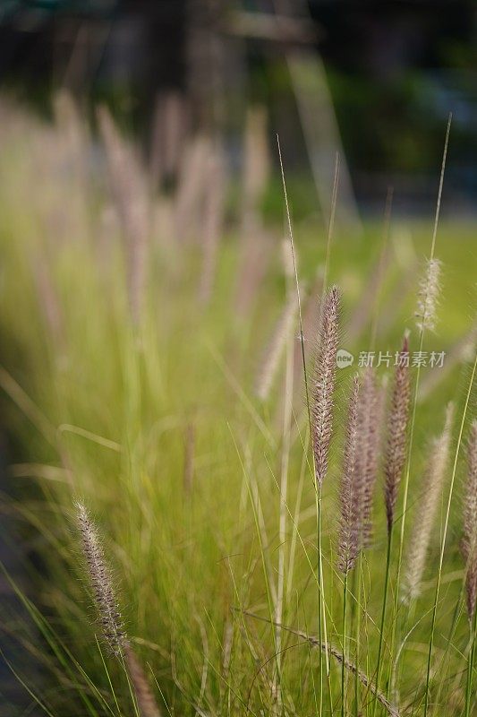 自然界中的花草田野