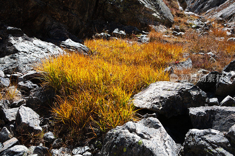 秋天苔原上鲜艳的橙色和黄色草。科罗拉多州印第安峰荒野区。