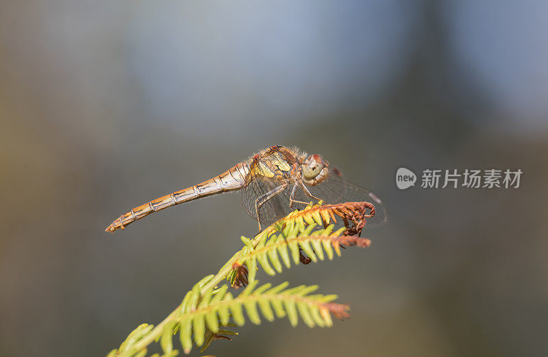 飞镖蜻蜓(黄纹蜻蜓)